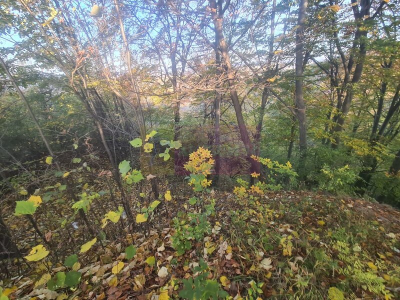 Teren intravilan de vanzare in Telega