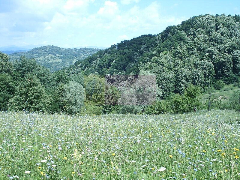 Teren intravilan de vanzare in Telega