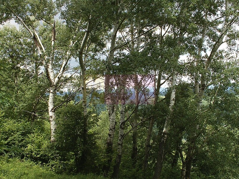 Teren intravilan de vanzare in Telega